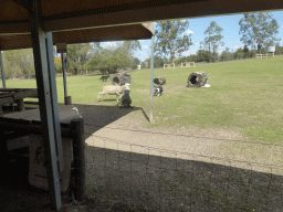 Dogs and sheep during the Sheep Dog Show at the Lone Pine Koala Sanctuary