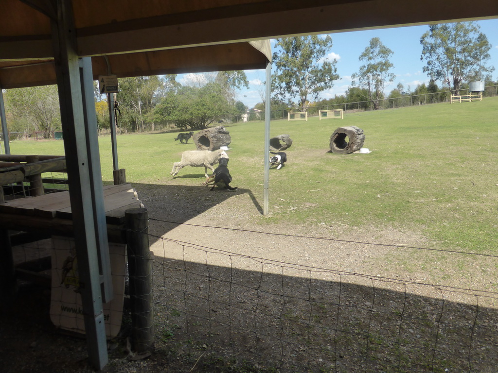 Dogs and sheep during the Sheep Dog Show at the Lone Pine Koala Sanctuary