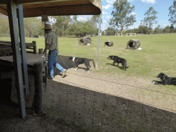 Zoo keeper and dogs during the Sheep Dog Show at the Lone Pine Koala Sanctuary