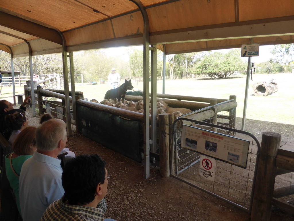 Zoo keeper, dog and sheep during the Sheep Dog Show at the Lone Pine Koala Sanctuary