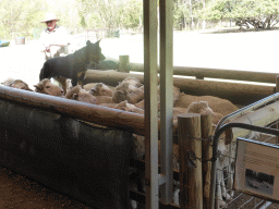 Zoo keeper, dog and sheep during the Sheep Dog Show at the Lone Pine Koala Sanctuary