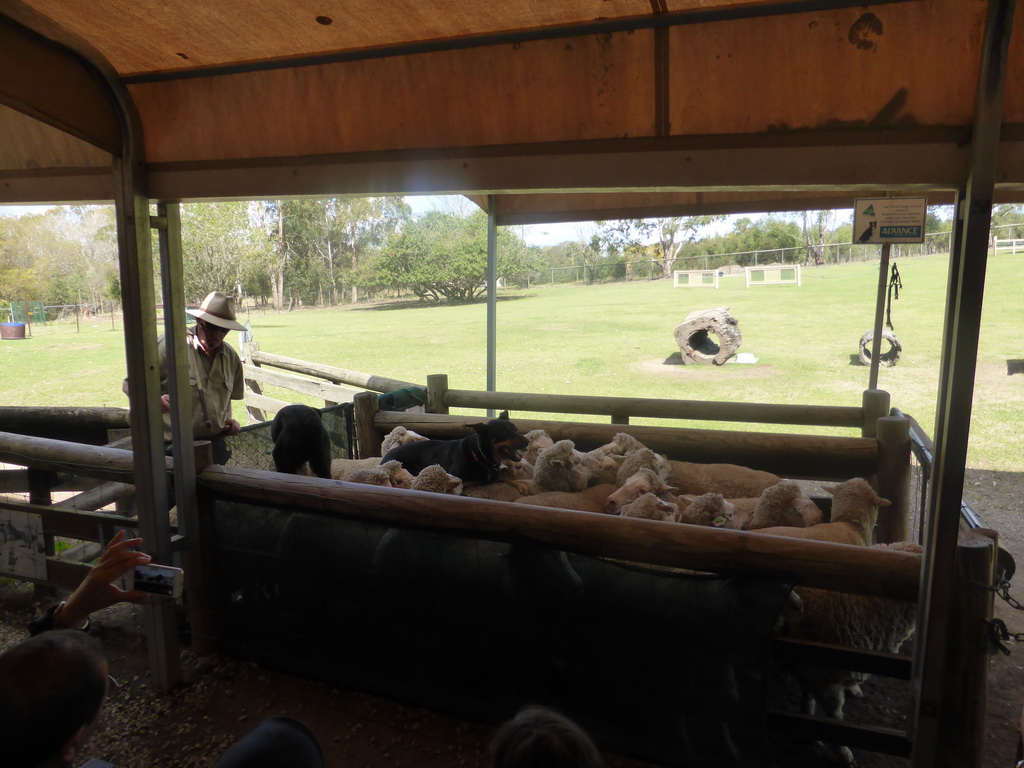 Zoo keeper, dogs and sheep during the Sheep Dog Show at the Lone Pine Koala Sanctuary