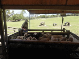 Zoo keeper, dog and sheep during the Sheep Dog Show at the Lone Pine Koala Sanctuary