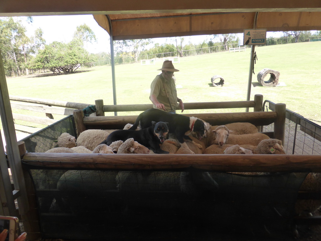 Zoo keeper, dogs and sheep during the Sheep Dog Show at the Lone Pine Koala Sanctuary