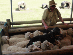 Zoo keeper, dogs and sheep during the Sheep Dog Show at the Lone Pine Koala Sanctuary