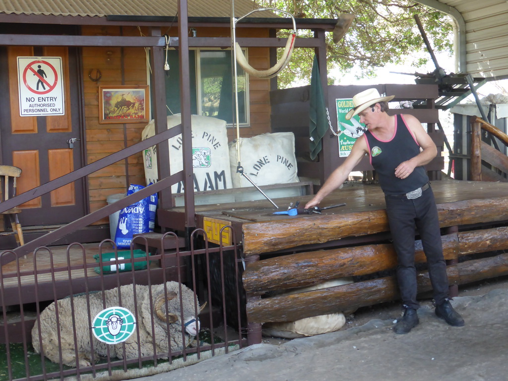 Zoo keeper and sheep during the Sheep Shearing Show at the Lone Pine Koala Sanctuary