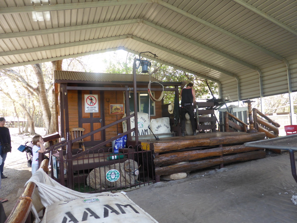 Zoo keeper and sheep during the Sheep Shearing Show at the Lone Pine Koala Sanctuary