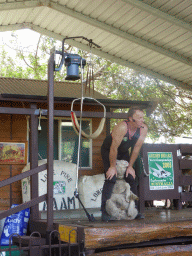 Zoo keeper and sheep during the Sheep Shearing Show at the Lone Pine Koala Sanctuary