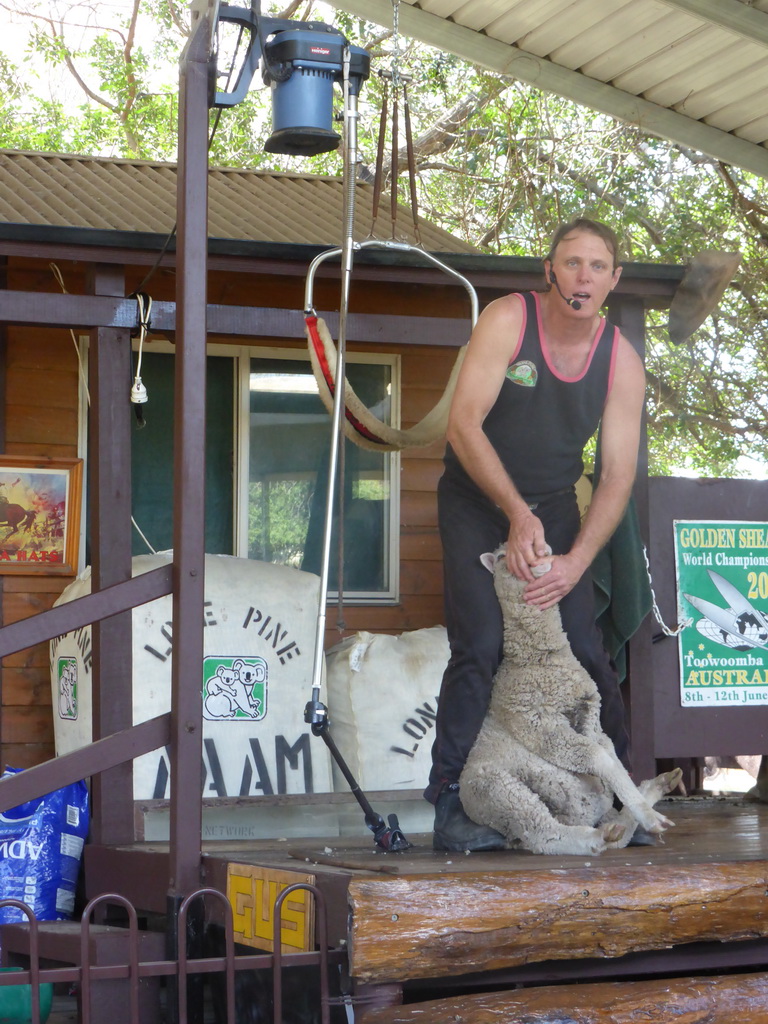 Zoo keeper and sheep during the Sheep Shearing Show at the Lone Pine Koala Sanctuary