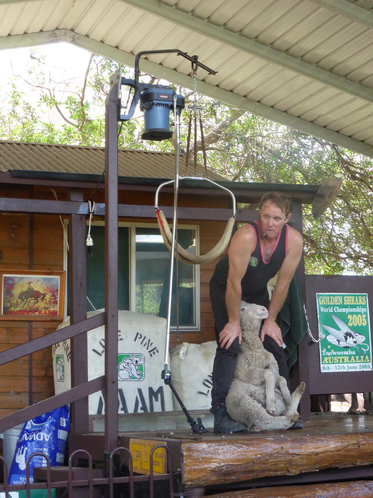 Zoo keeper and sheep during the Sheep Shearing Show at the Lone Pine Koala Sanctuary
