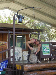 Zoo keeper and sheep during the Sheep Shearing Show at the Lone Pine Koala Sanctuary