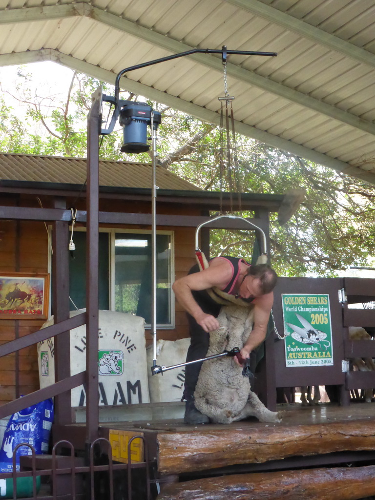 Zoo keeper and sheep during the Sheep Shearing Show at the Lone Pine Koala Sanctuary