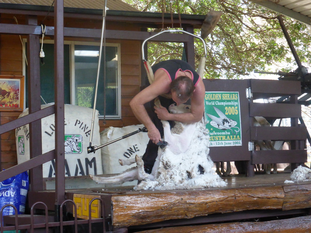 Zoo keeper and sheep during the Sheep Shearing Show at the Lone Pine Koala Sanctuary