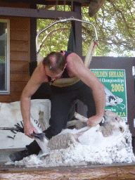 Zoo keeper and sheep during the Sheep Shearing Show at the Lone Pine Koala Sanctuary