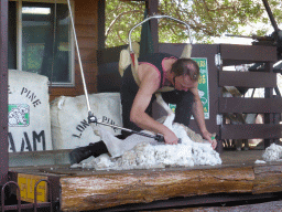 Zoo keeper and sheep during the Sheep Shearing Show at the Lone Pine Koala Sanctuary