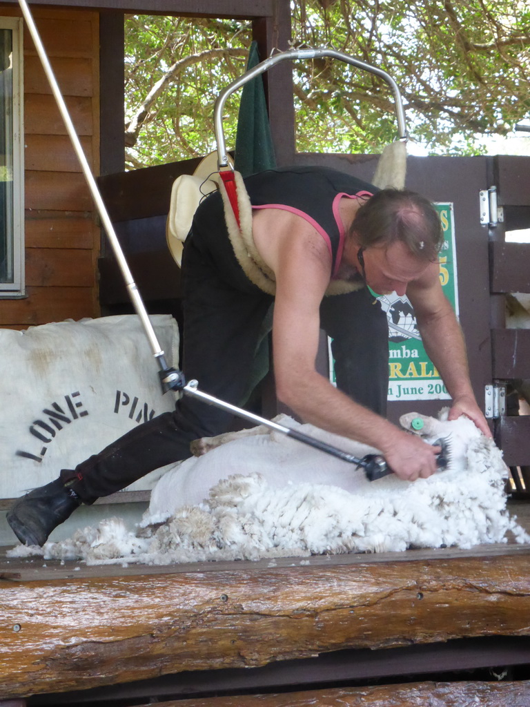 Zoo keeper and sheep during the Sheep Shearing Show at the Lone Pine Koala Sanctuary