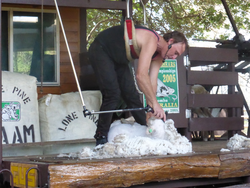 Zoo keeper and sheep during the Sheep Shearing Show at the Lone Pine Koala Sanctuary