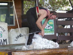 Zoo keeper and sheep during the Sheep Shearing Show at the Lone Pine Koala Sanctuary