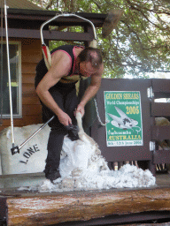 Zoo keeper and sheep during the Sheep Shearing Show at the Lone Pine Koala Sanctuary