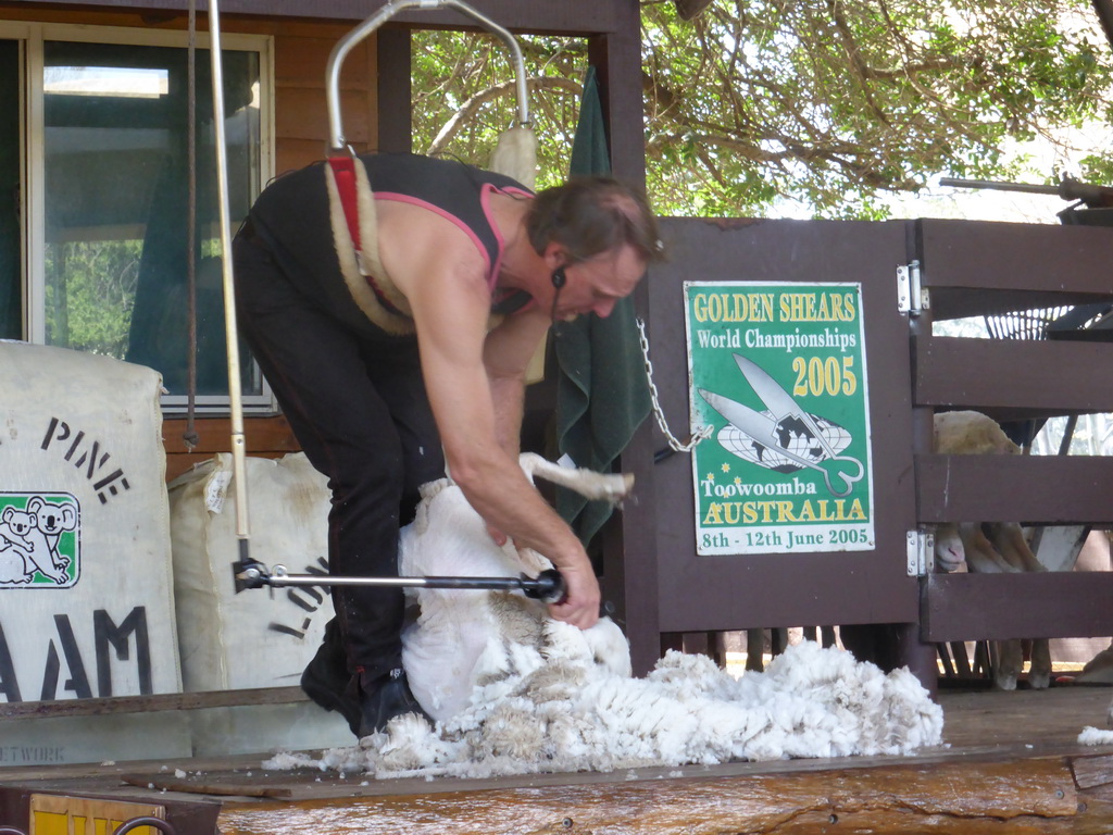 Zoo keeper and sheep during the Sheep Shearing Show at the Lone Pine Koala Sanctuary