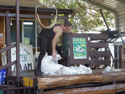 Zoo keeper and sheep during the Sheep Shearing Show at the Lone Pine Koala Sanctuary