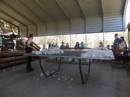 Zoo keeper with wool during the Sheep Shearing Show at the Lone Pine Koala Sanctuary