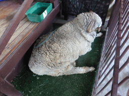 Sheep during the Sheep Shearing Show at the Lone Pine Koala Sanctuary