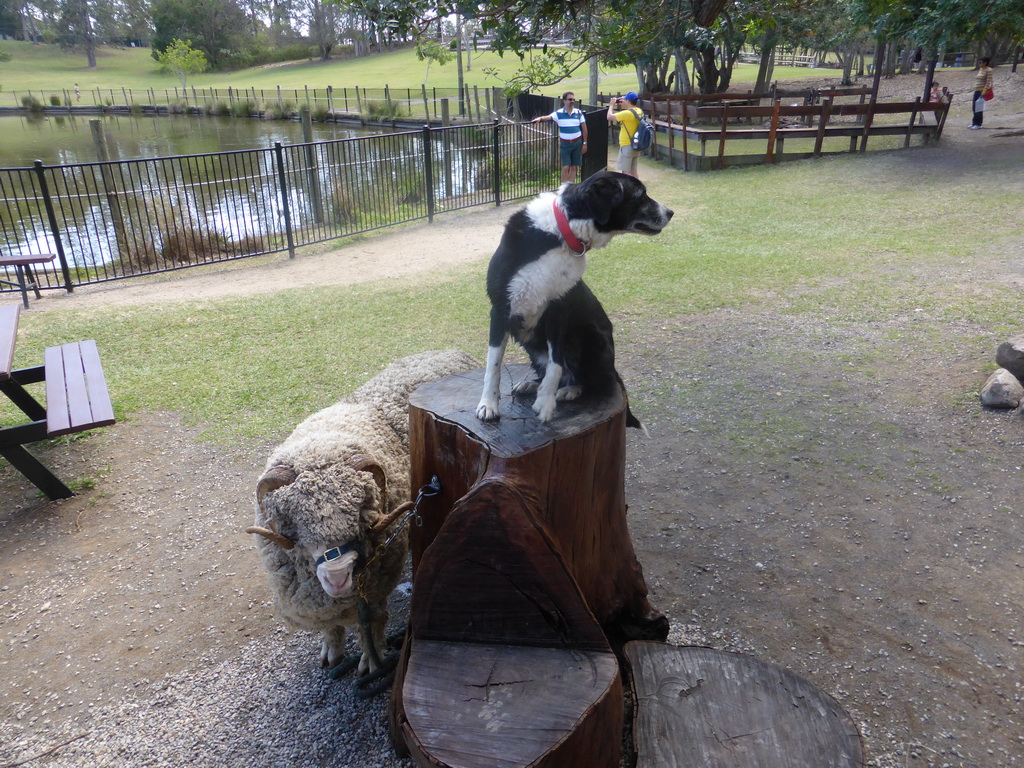 Sheep and dog during the Sheep Shearing Show at the Lone Pine Koala Sanctuary