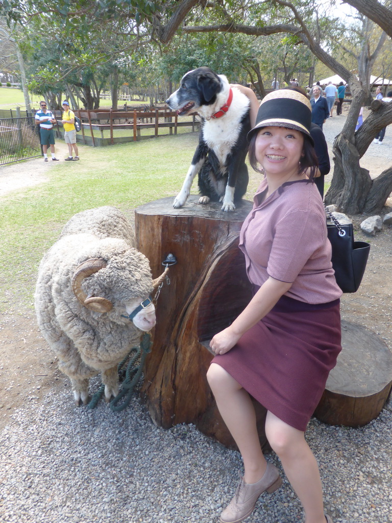 Miaomiao with sheep and dog during the Sheep Shearing Show at the Lone Pine Koala Sanctuary