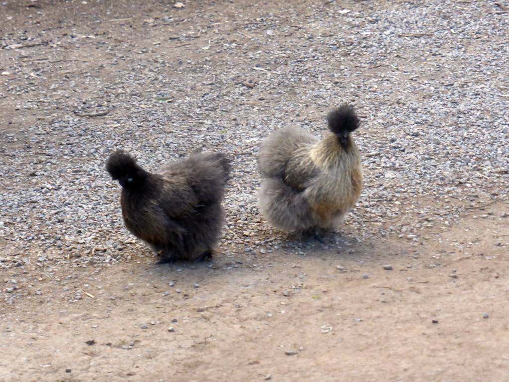 Chinese Silkie Chickens at the Lone Pine Koala Sanctuary