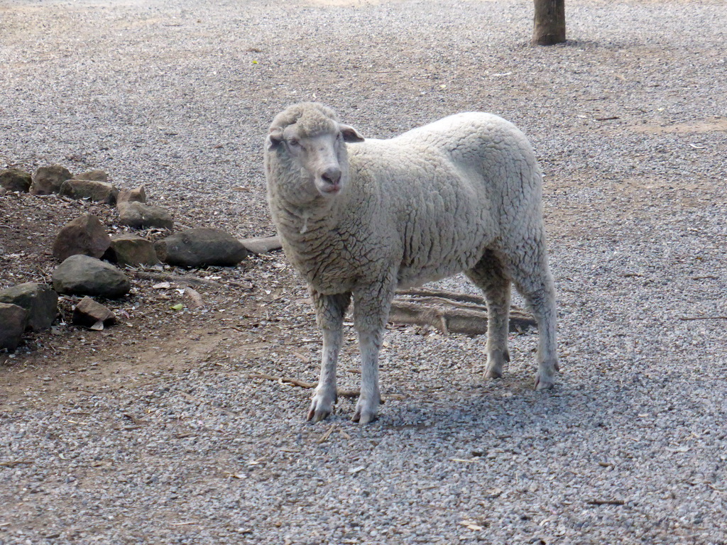 Sheep at the Lone Pine Koala Sanctuary