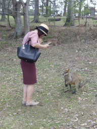 Miaomiao with Wallaby and Kangaroos at the Lone Pine Koala Sanctuary