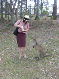 Miaomiao with Wallaby and Kangaroos at the Lone Pine Koala Sanctuary