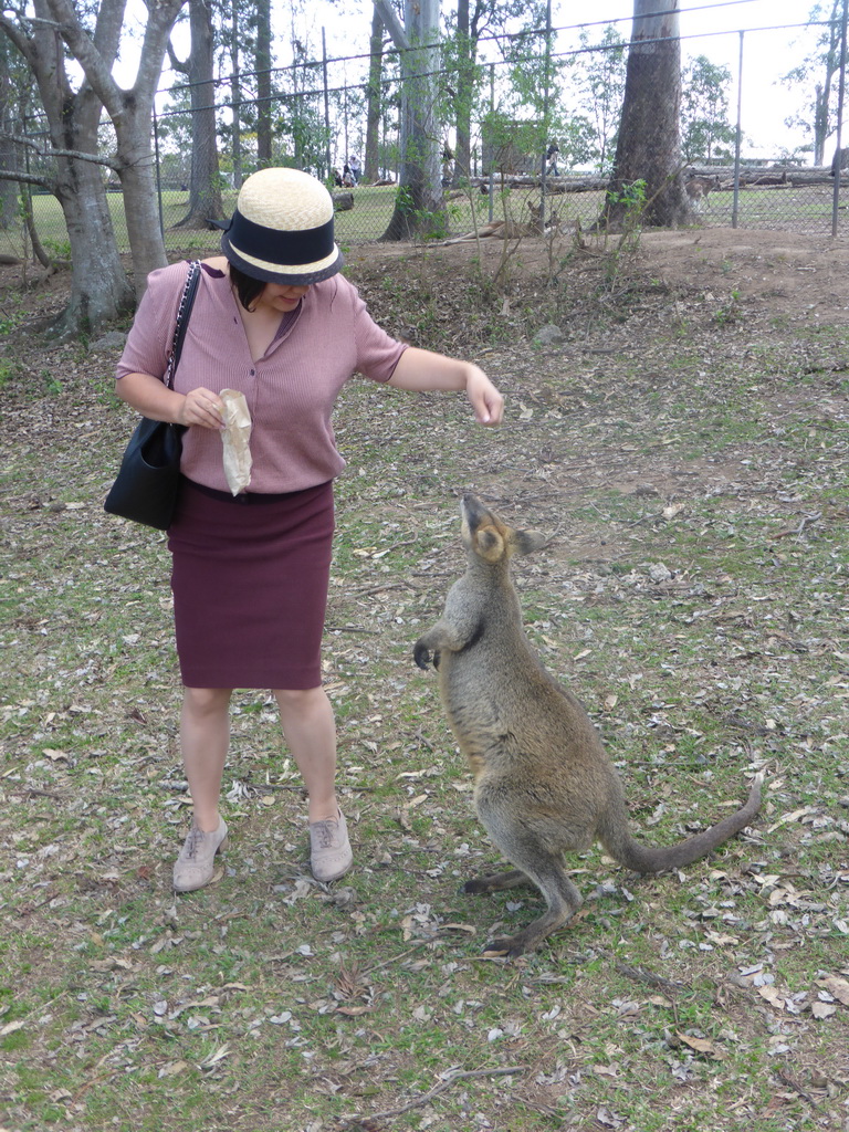 Miaomiao with Wallaby and Kangaroos at the Lone Pine Koala Sanctuary