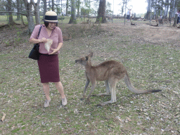 Miaomiao with a Kangaroo at the Lone Pine Koala Sanctuary