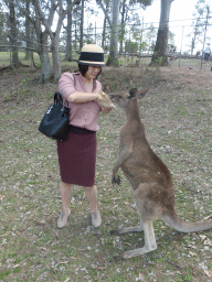 Miaomiao feeding a Kangaroo at the Lone Pine Koala Sanctuary