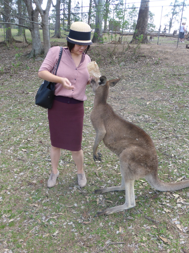 Miaomiao feeding a Kangaroo at the Lone Pine Koala Sanctuary