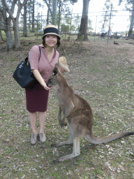 Miaomiao feeding a Kangaroo at the Lone Pine Koala Sanctuary