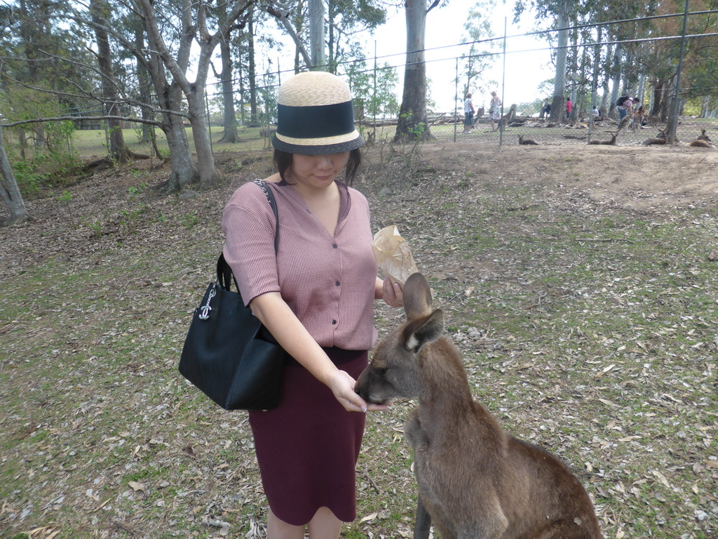 Miaomiao feeding a Kangaroo at the Lone Pine Koala Sanctuary