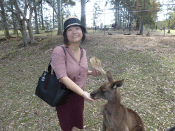 Miaomiao feeding a Kangaroo at the Lone Pine Koala Sanctuary