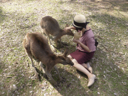 Miaomiao feeding Kangaroos at the Lone Pine Koala Sanctuary