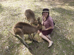 Miaomiao feeding Kangaroos at the Lone Pine Koala Sanctuary