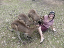 Miaomiao feeding Kangaroos at the Lone Pine Koala Sanctuary