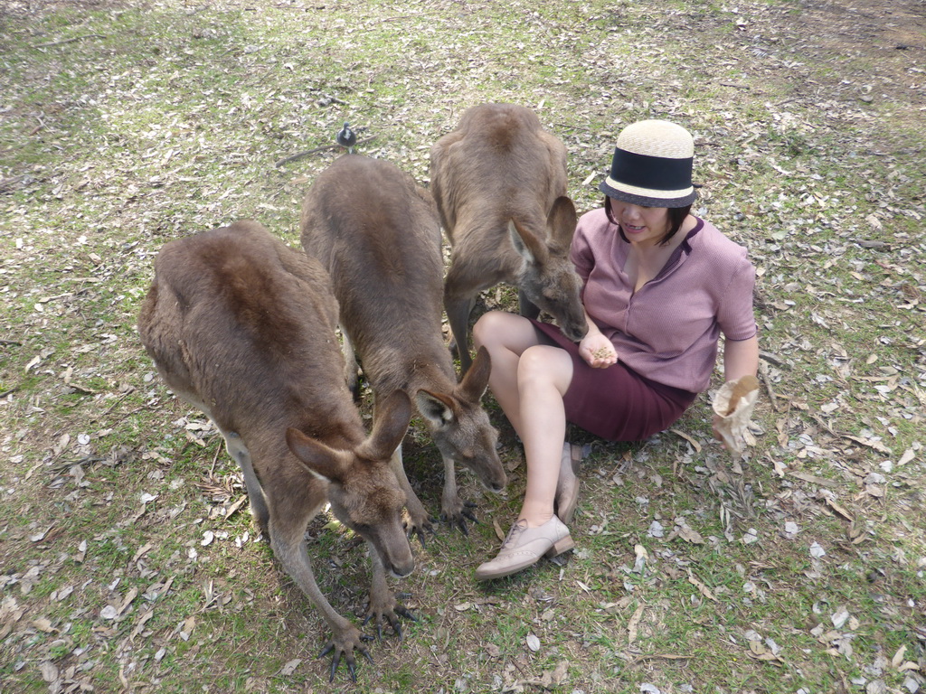 Miaomiao feeding Kangaroos at the Lone Pine Koala Sanctuary