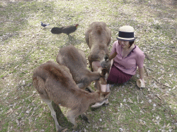 Miaomiao feeding Kangaroos at the Lone Pine Koala Sanctuary