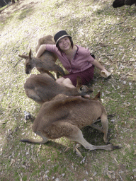 Miaomiao feeding Kangaroos at the Lone Pine Koala Sanctuary