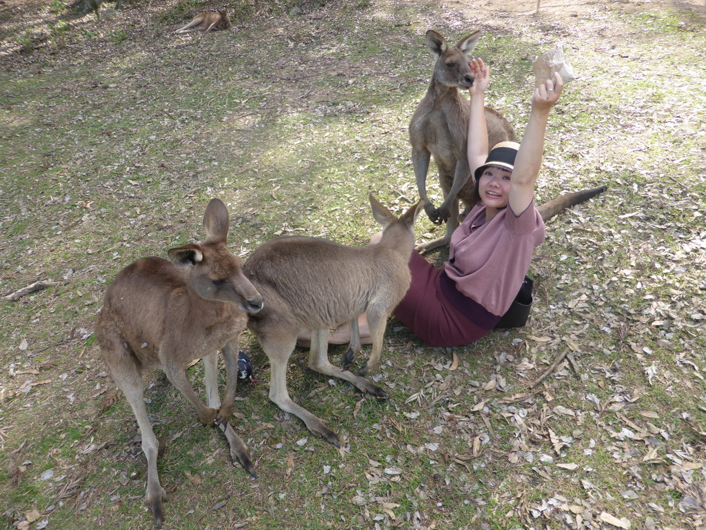 Miaomiao feeding Kangaroos at the Lone Pine Koala Sanctuary