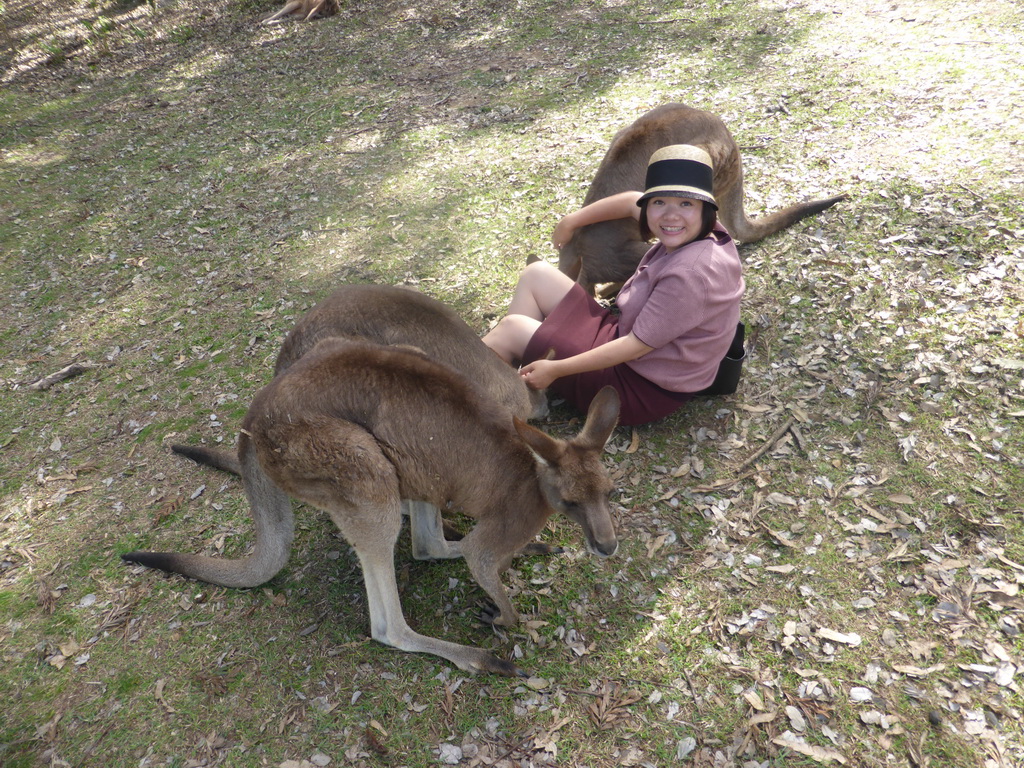 Miaomiao with Kangaroos at the Lone Pine Koala Sanctuary