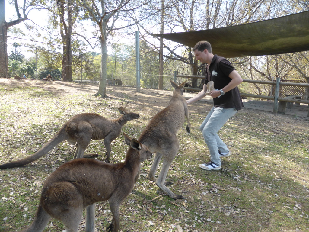 Tim feeding Kangaroos at the Lone Pine Koala Sanctuary