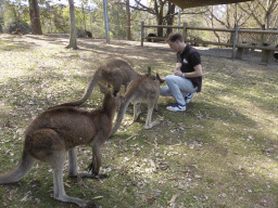 Tim feeding Kangaroos at the Lone Pine Koala Sanctuary